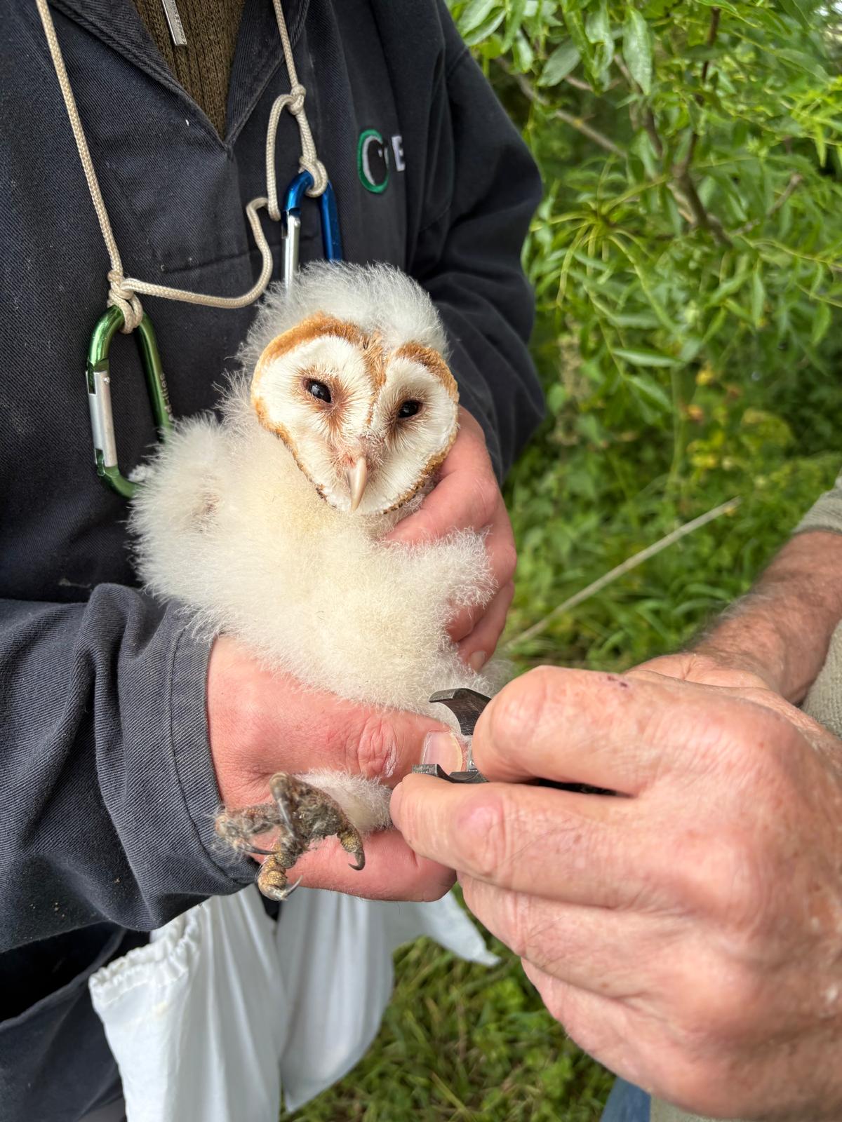 A barn owl being carefully handled during local bird conservation work